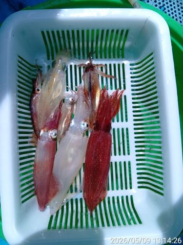マルイカの釣果