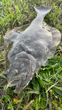 ヒラメの釣果