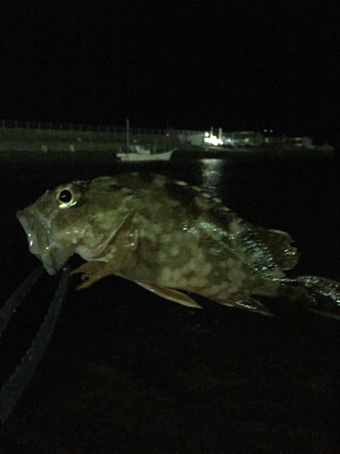 ガシラの釣果