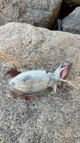 シリヤケイカの釣果