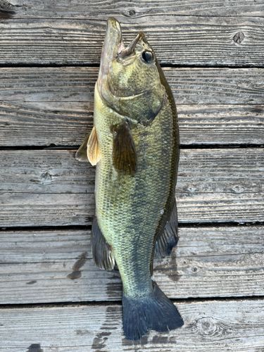 ラージマウスバスの釣果