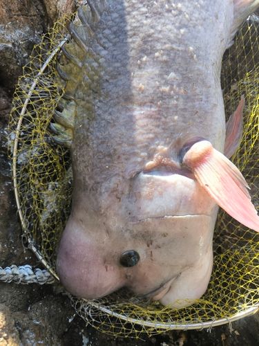 コブダイの釣果