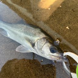 シーバスの釣果写真
