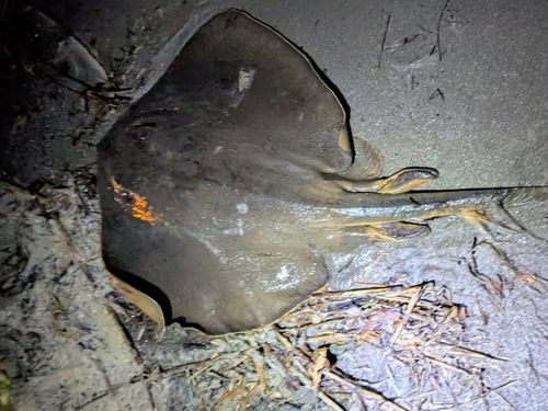 アカエイの釣果