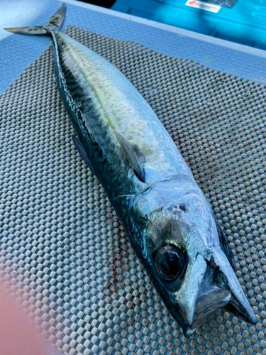マサバの釣果