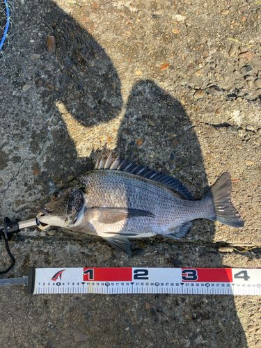 チヌの釣果