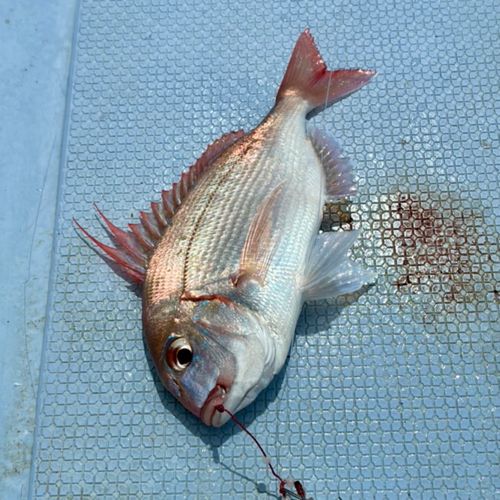 ハナダイの釣果