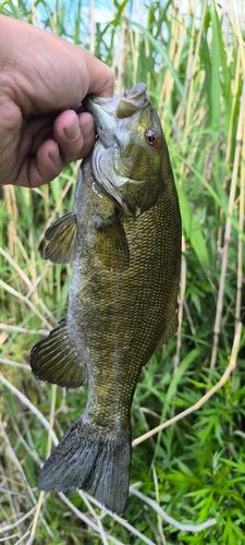 スモールマウスバスの釣果