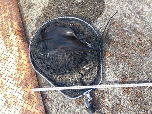 アカエイの釣果