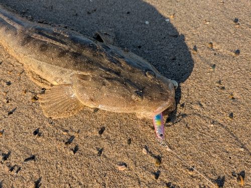 マゴチの釣果