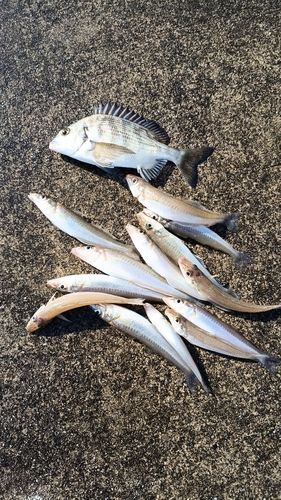 シロギスの釣果