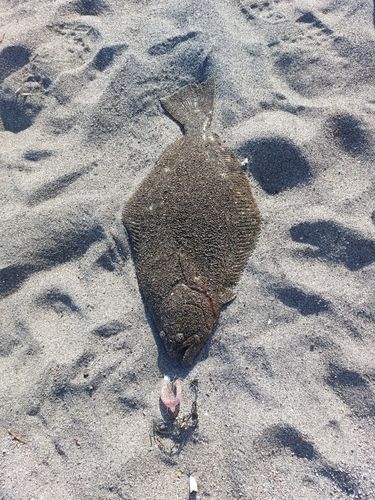 ヒラメの釣果