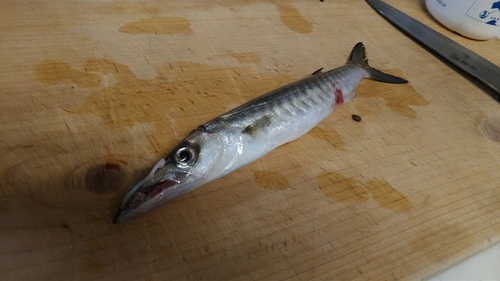 カマスの釣果