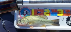 ラージマウスバスの釣果