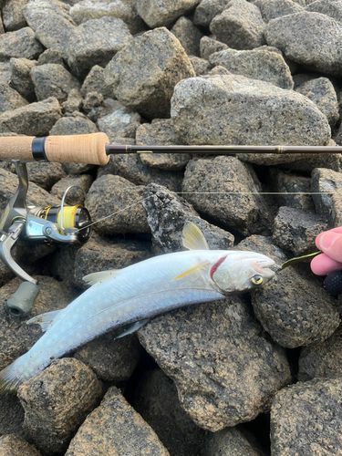 アメマスの釣果