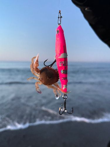 カニの釣果