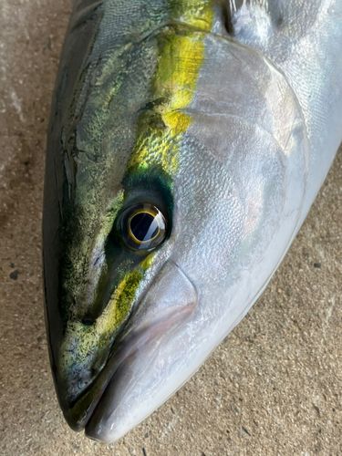 ヤズの釣果