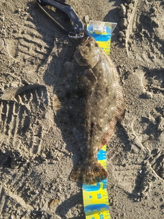 ヒラメの釣果