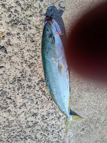 イナダの釣果