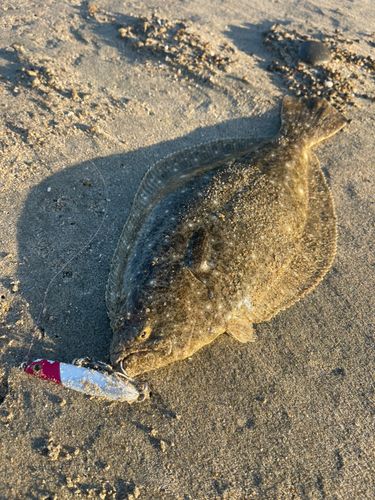 ソゲの釣果