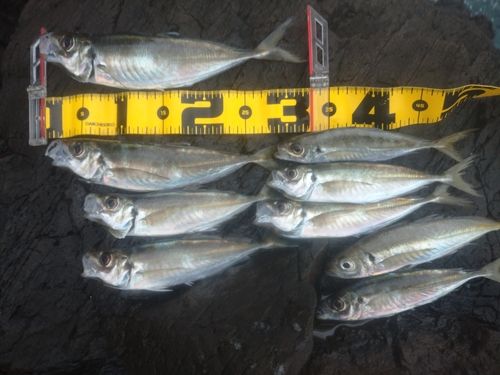 アジの釣果
