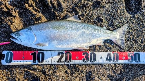 サクラマスの釣果