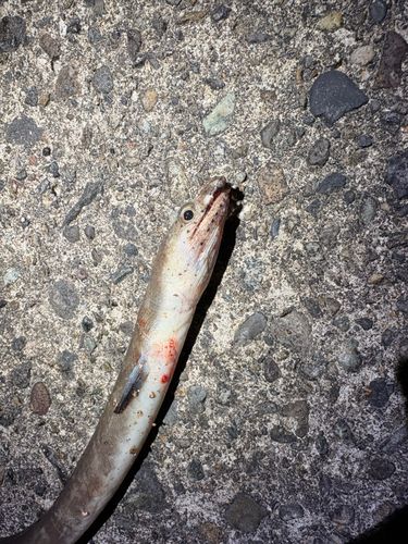 ホタテウミヘビの釣果