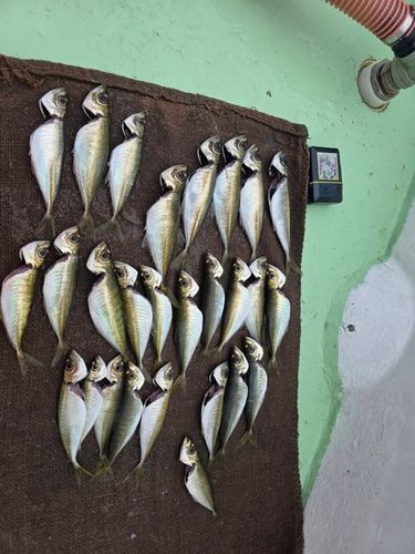 マアジの釣果