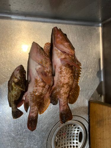 キジハタの釣果