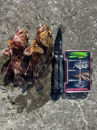 カサゴの釣果