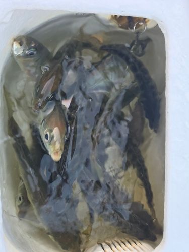 マアジの釣果