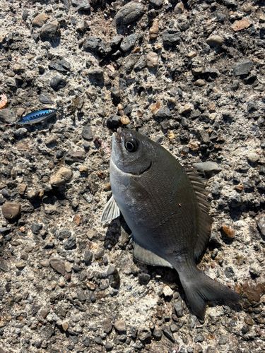 イスズミの釣果