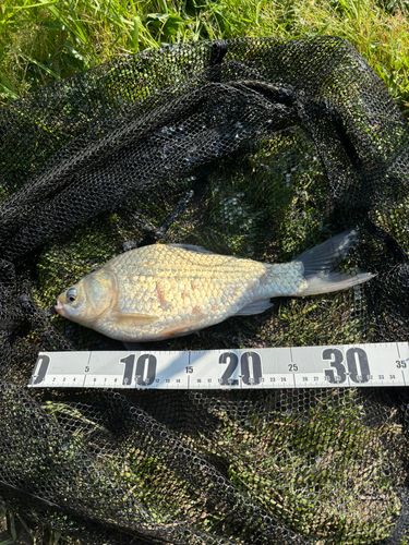 ヘラブナの釣果