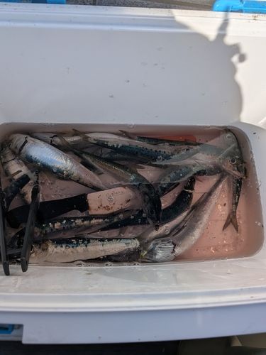イワシの釣果