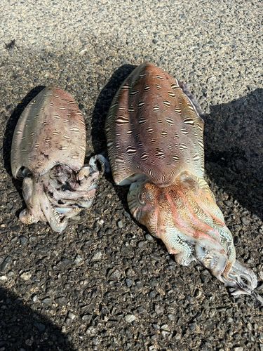 コウイカの釣果