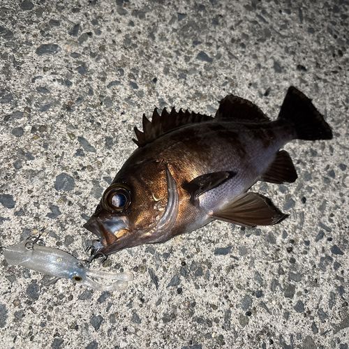 メバルの釣果