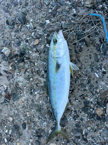 イナダの釣果