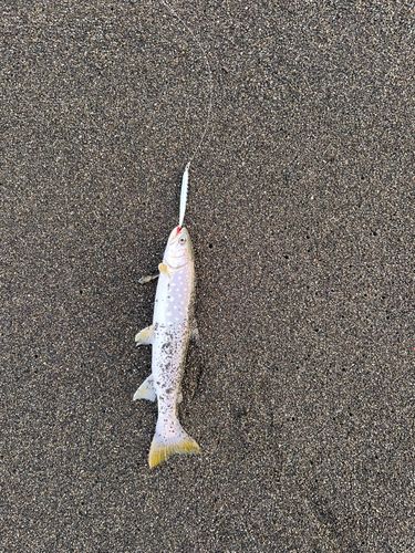 アメマスの釣果