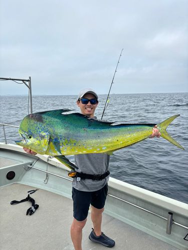 シイラの釣果