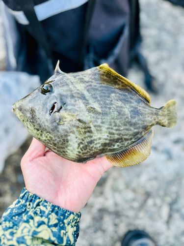 カワハギの釣果