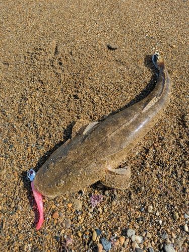 マゴチの釣果