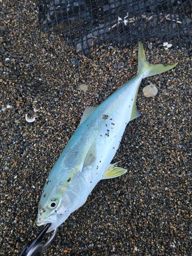 ワカシの釣果