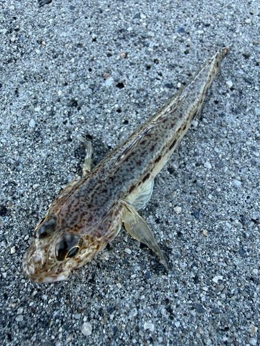 マハゼの釣果