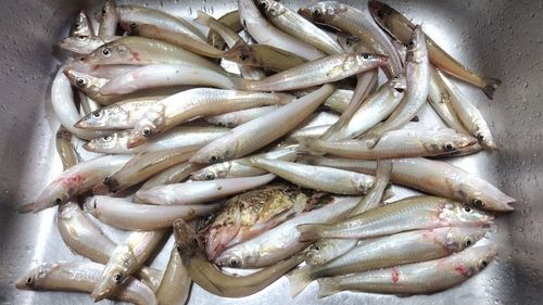 キスの釣果