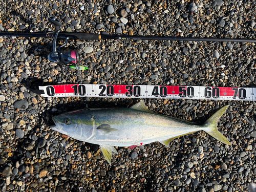 メジロの釣果