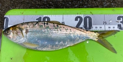 コノシロの釣果