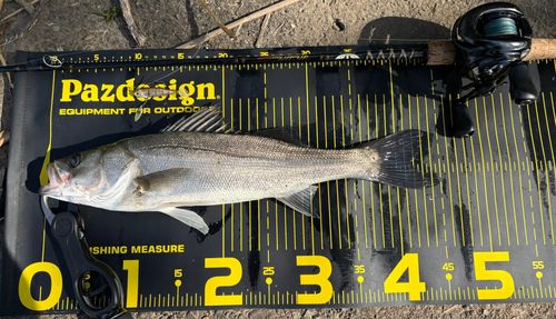 フッコ（マルスズキ）の釣果