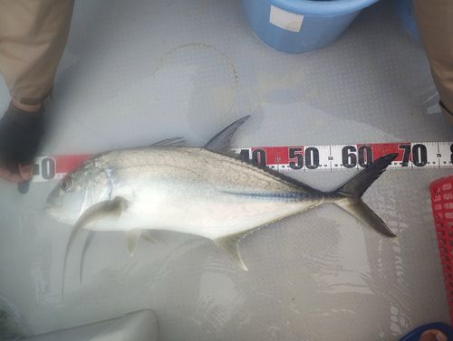 オニヒラアジの釣果
