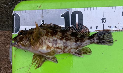 カサゴの釣果