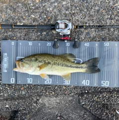 ラージマウスバスの釣果